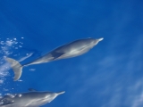 <h5>Delfines desde un velero en Grecia</h5><p>Delfines desde un velero en Grecia</p>