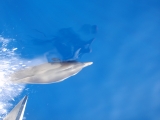 <h5>Delfines desde un velero en Grecia</h5><p>Delfines desde un velero en Grecia</p>
