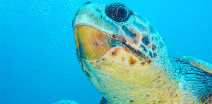 Buceo en Mykonos, en la isla de Mykonos