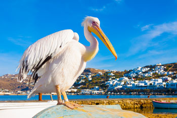 El Pelícano de Mykonos, Chora