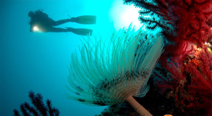 Buceo en Santorini