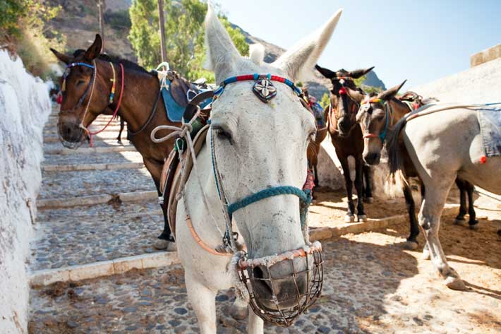 Los burros de Santorini