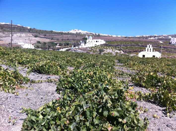 Vinos de Santorini